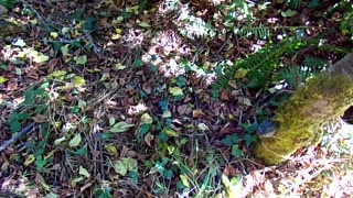 How to make a trip wire trap 9/22/25: