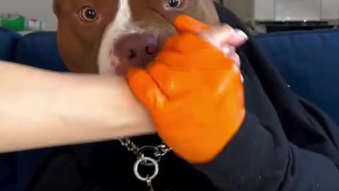 Top Dog Training Skills Every Pet Owner Must See! 🐶✨