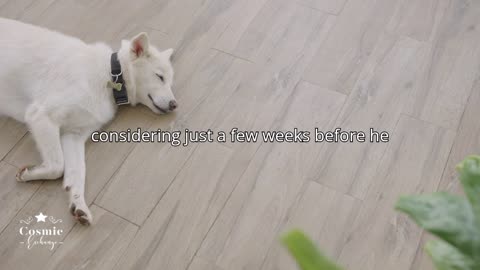 Am I the asshole because I told my ex-husband he can’t get a new dog until I move out?