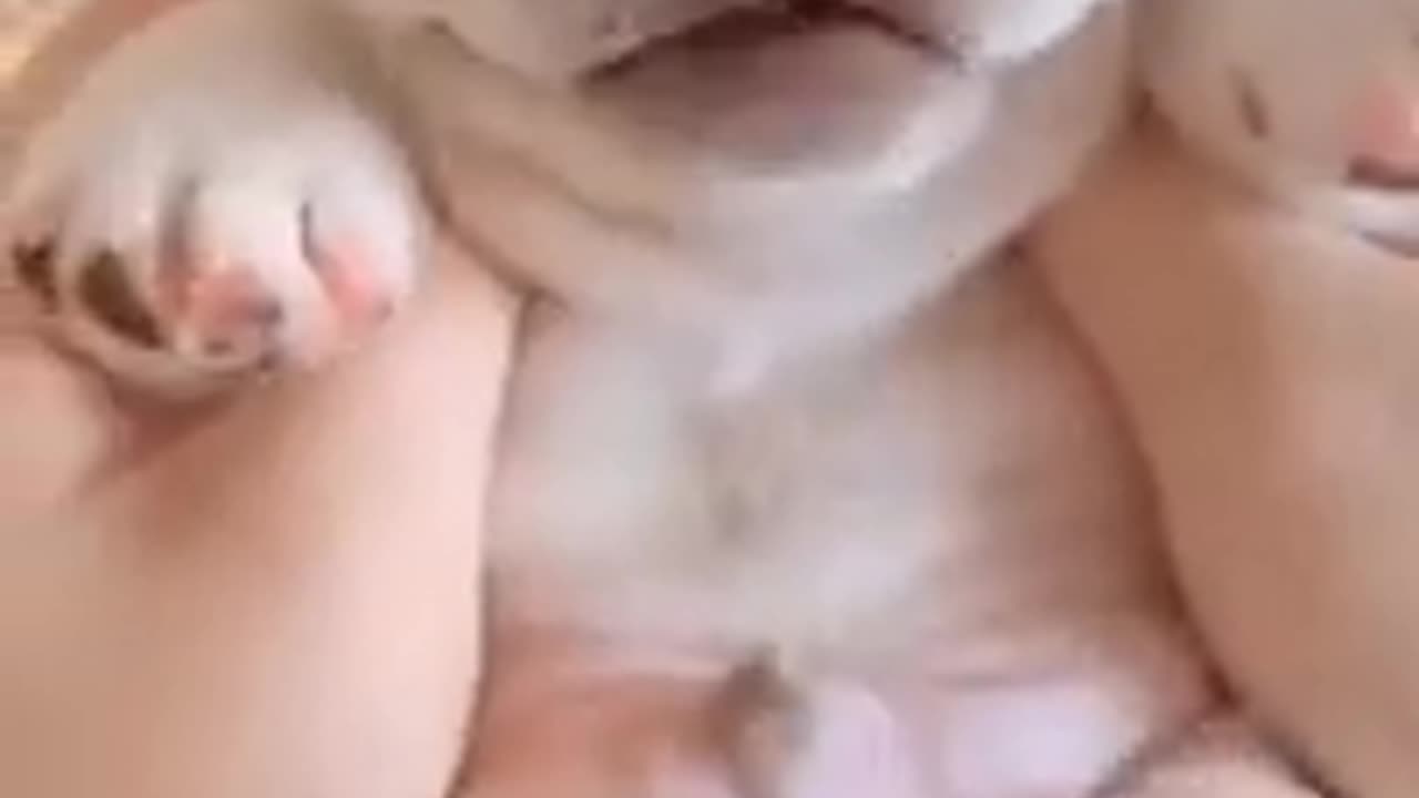Cuteness Overload—Impossible Not to Replay Part1