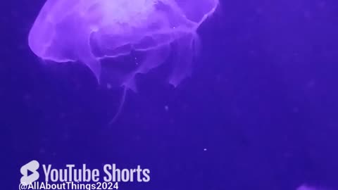 Moon Jelly Fish #georgiaaquarium #ocean