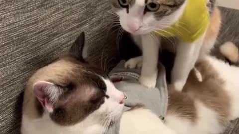 cute pet cat behavior
