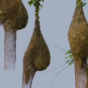 Weaver bird is awesome