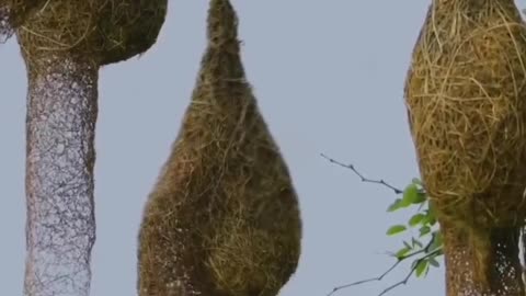 Weaver bird is awesome