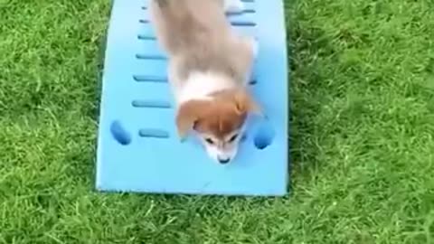 狗子是怎么做到倒地就睡的