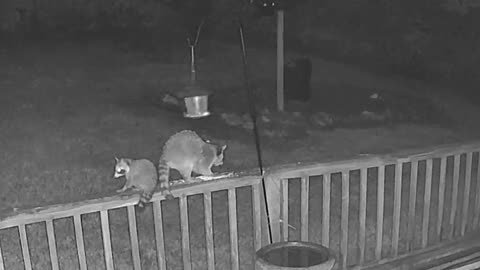 Raccoon and Cub