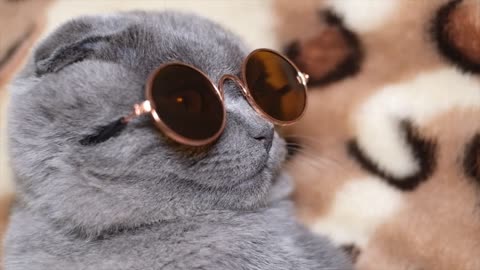 cool cats wear sunglasses | funny animal clip