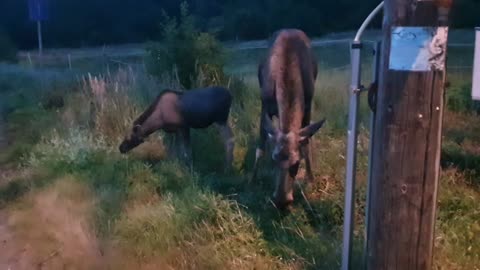 Meeting an elk mama and her baby