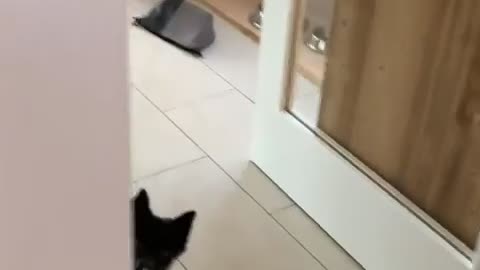 😂🐾 Watch This Animal Scoot Away in Hilarious Style! | FunFM