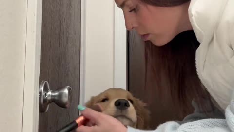 Puppy Stays Still For Pretend Makeover