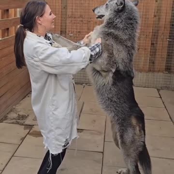 Game of thrones wolf 🤣