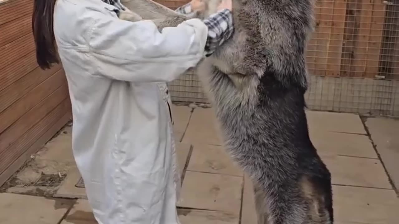 Game of thrones wolf 🤣