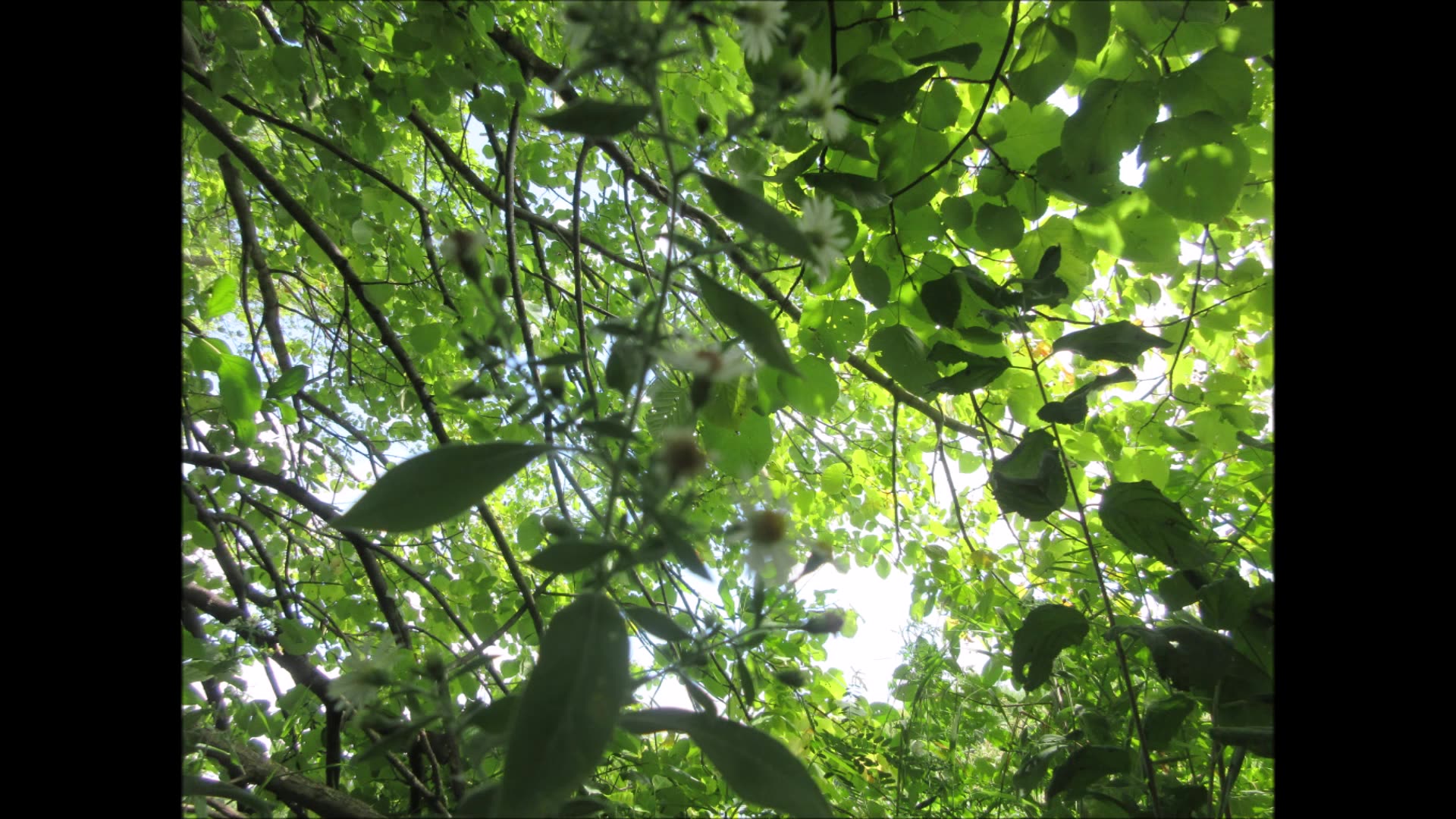Faith and Friendship WIld Aster Aug 2023