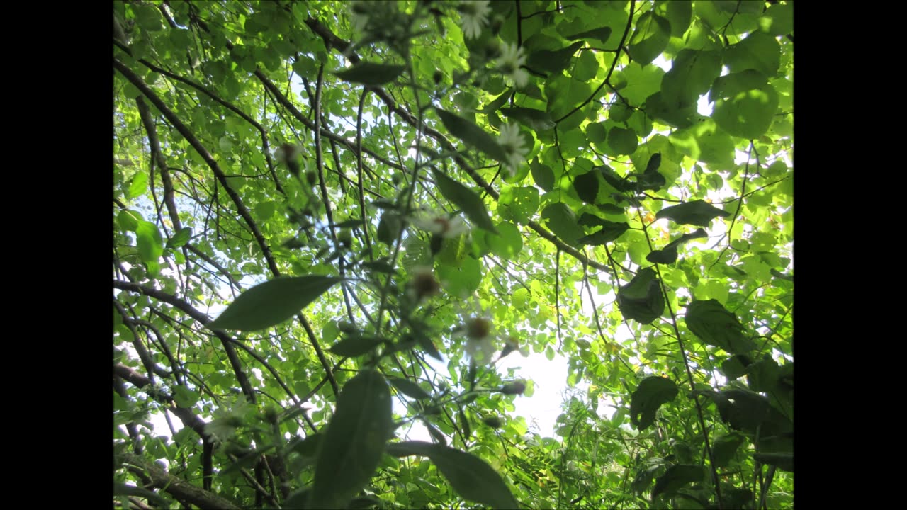Faith and Friendship WIld Aster Aug 2023