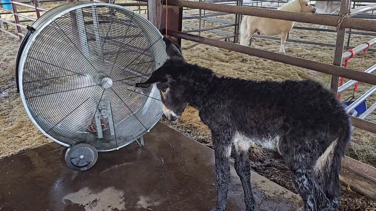 Baby Donkey Enjoys Fan