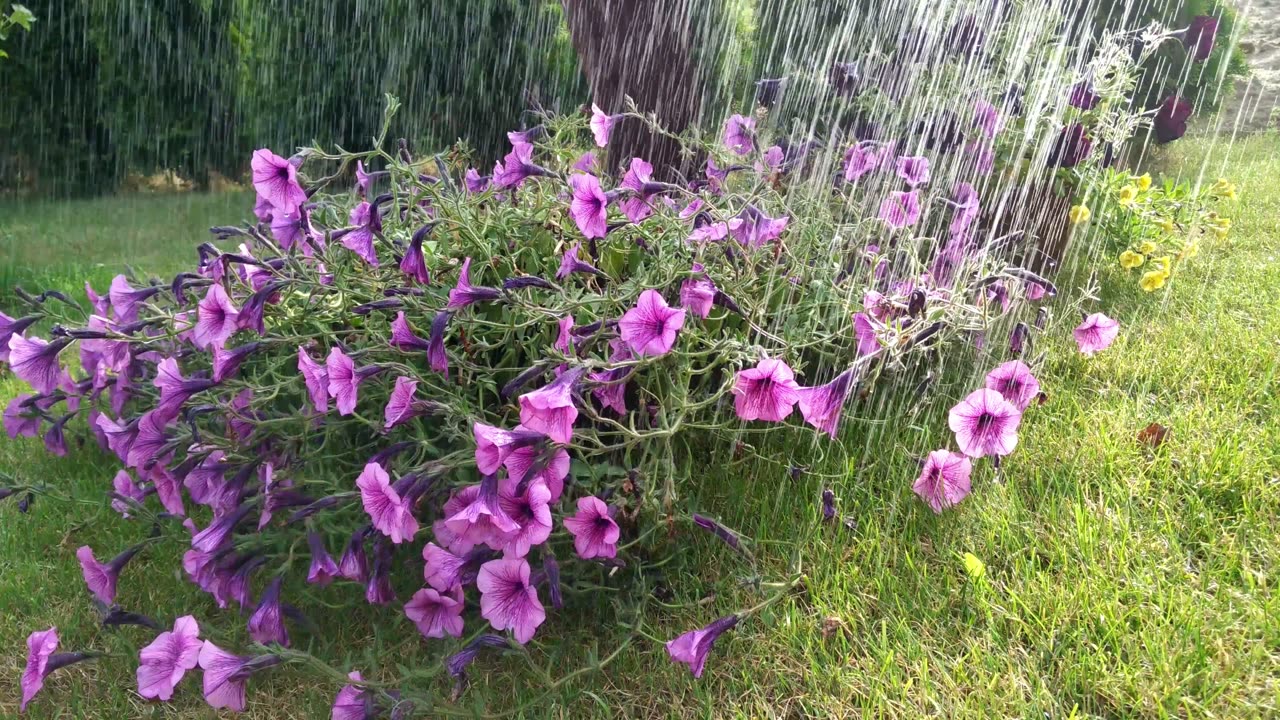 LONELY RAIN