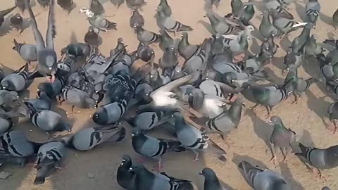 Pigeon fly