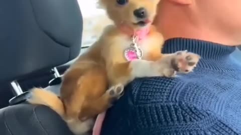 Love story about dog and human