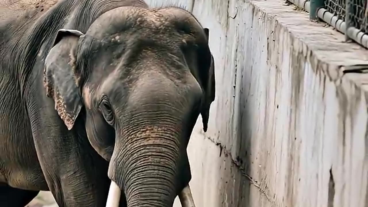 HERO ELEPHANT RESCUES CHILD IN HEART-STOPPING ZOO DRAMA!