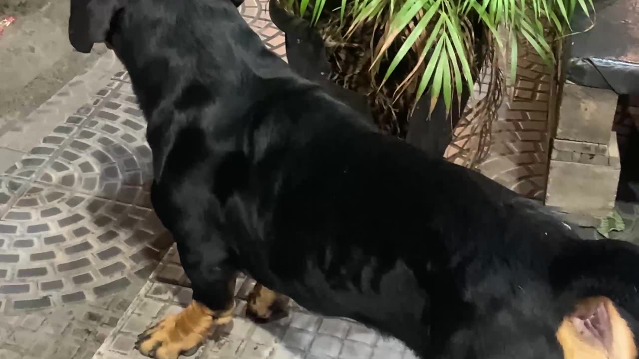 Friendly Dog Is A Dachshund and Rottweiler Mix