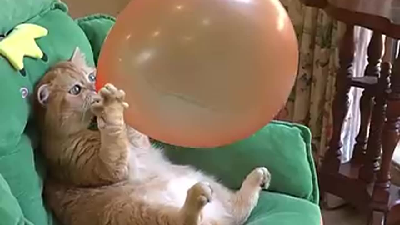 Cat Funny Video