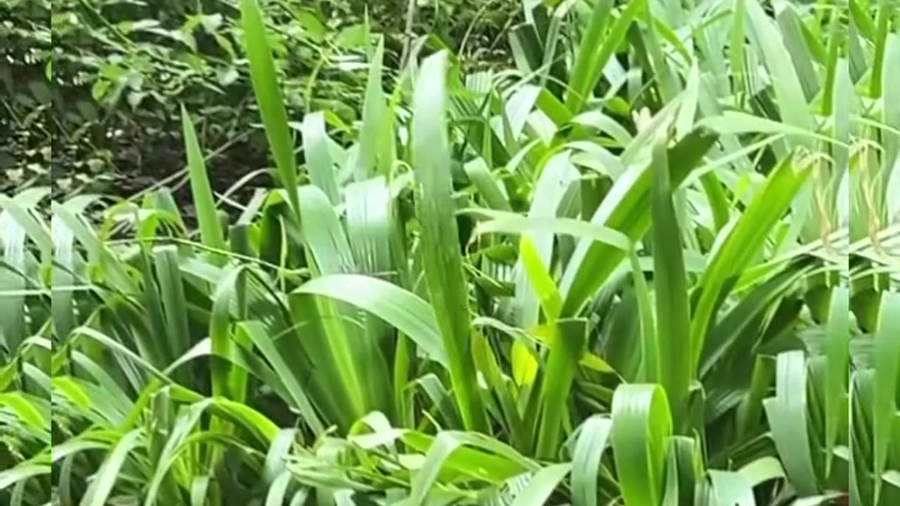 This leaf moves by itself, the others don't #shorts #viral