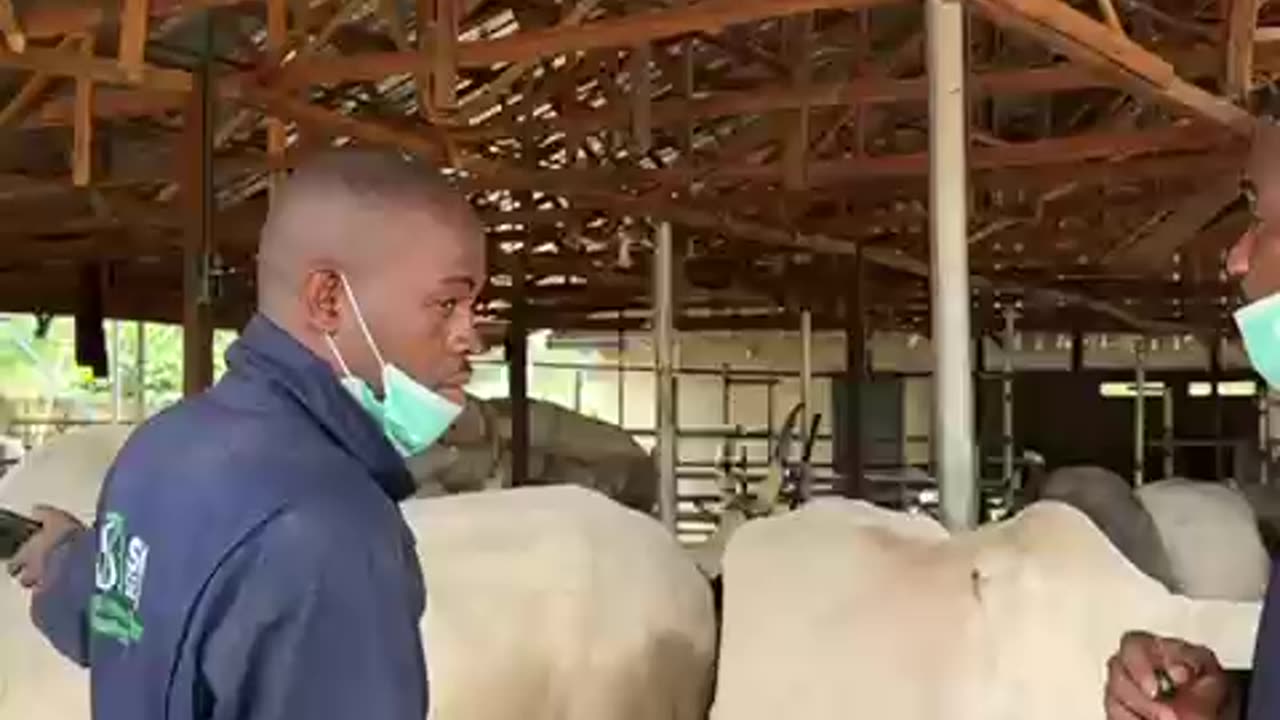 A MODERNIZED CATTLE RANCH IN ABIA STATE