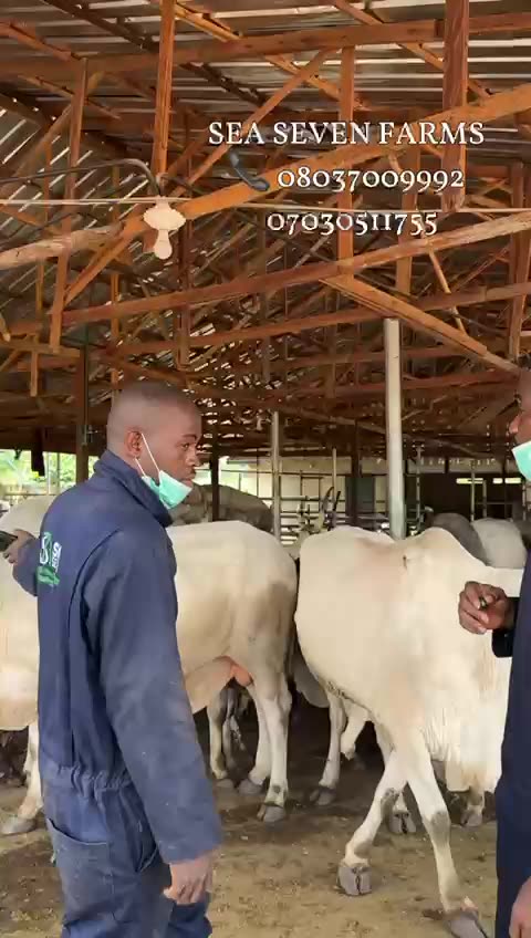 A MODERNIZED CATTLE RANCH IN ABIA STATE