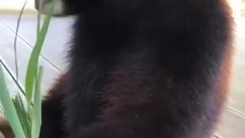 Very 🥰 cute animals