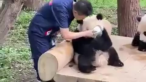 Panda Feeding