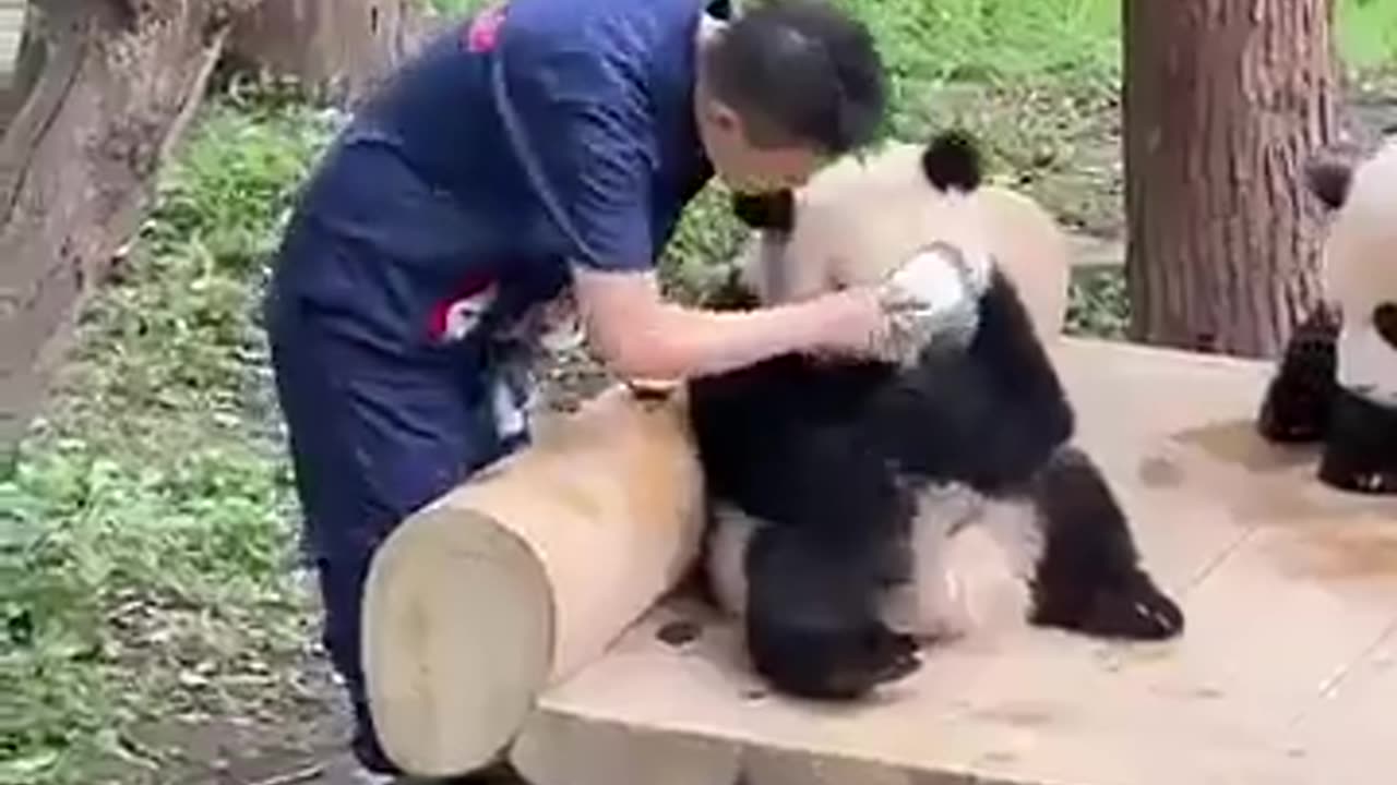 Panda Feeding