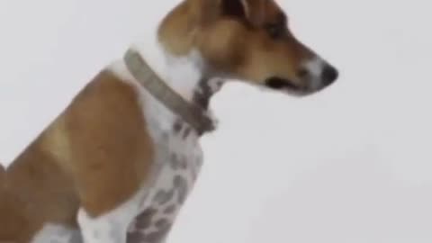 When Your Dog Acts Like a Human! Comedy Video