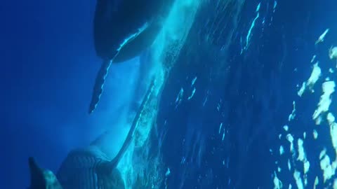 Hear the ocean