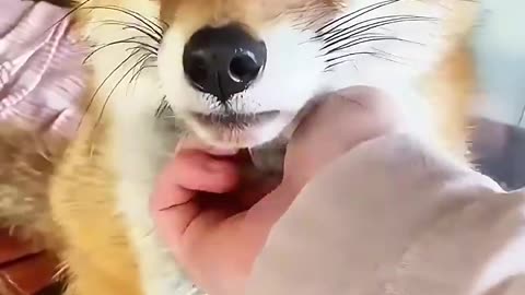 A young women found an injured fox and the saved it 🦊 ♥️