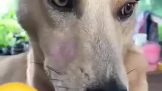 😂🐶 Obama's Bark is UNBELIEVABLE! | FunFM