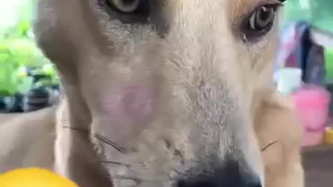 😂🐶 Obama's Bark is UNBELIEVABLE! | FunFM