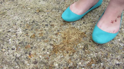 Ballet Flats Crush Meal Worms
