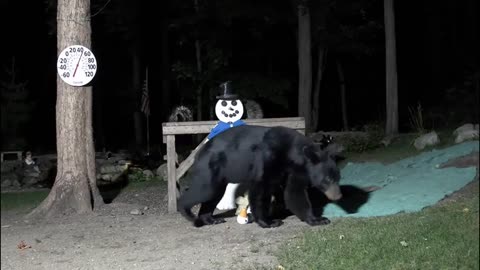 The bear knocks over the decorations, one by surprise 🐻😄😄
