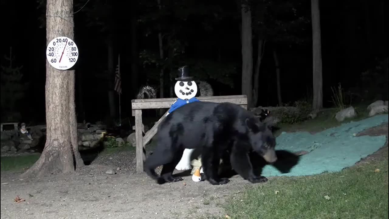 The bear knocks over the decorations, one by surprise 🐻😄😄