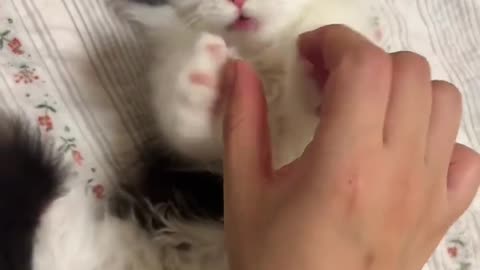 Cat cute😘😘😘
