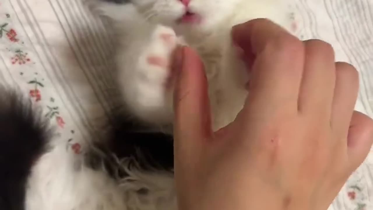 Cat cute😘😘😘