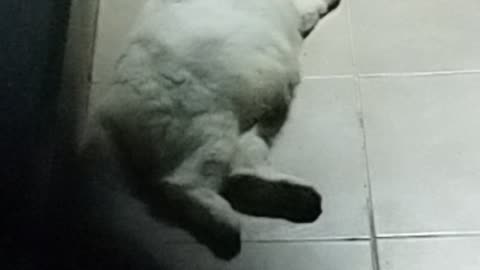Cat sleep