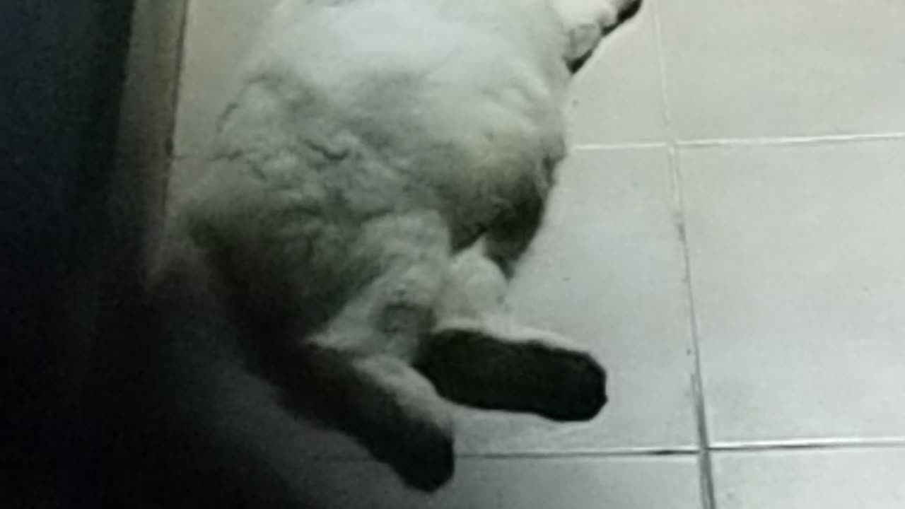 Cat sleep
