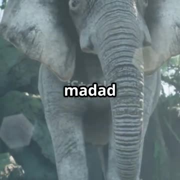 Elephants Have AC in Their Ears?! 🐘💨 | Learn with Wow Facts! #shorts Learn Toons