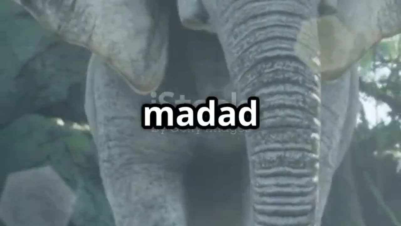 Elephants Have AC in Their Ears?! 🐘💨 | Learn with Wow Facts! #shorts Learn Toons
