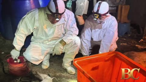 Taiwan reports its first case of African swine fever and culls scores of pigs