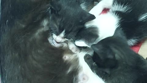Meet Our New Family Members – Cute Cats Have Arrived! 🐱❤️