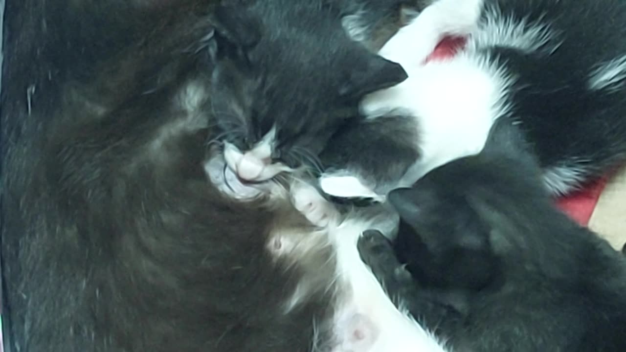 Meet Our New Family Members – Cute Cats Have Arrived! 🐱❤️