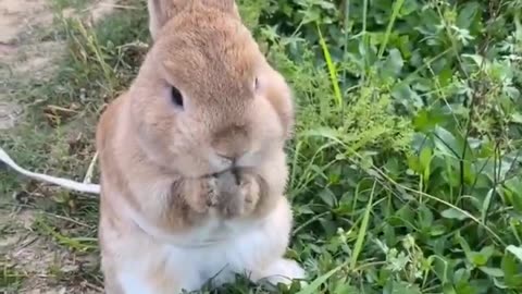 The little rabbit washes its face 🐰😍