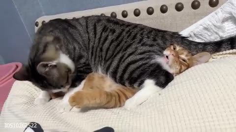 Funny Cat Vids